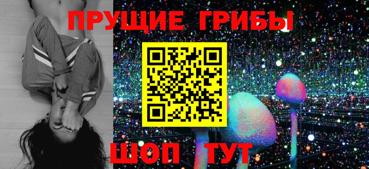 Ахтубинск  где найти   Вход с VPN  Галлюциногенные грибы Psilocybe 
